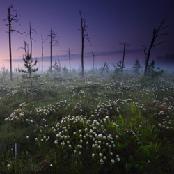 Obary Nature Reserve in Solska Primeval Forest