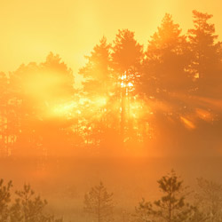 Obary Nature Reserve in Solska Primeval Forest