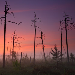 Obary Nature Reserve in Solska Primeval Forest