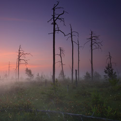 Obary Nature Reserve in Solska Primeval Forest