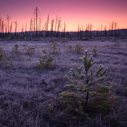 Obary Nature Reserve in Solska Primeval Forest