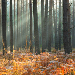 Obary Nature Reserve in Solska Primeval Forest