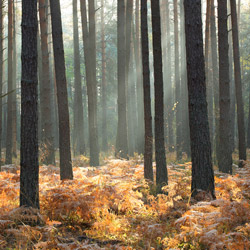 Obary Nature Reserve in Solska Primeval Forest