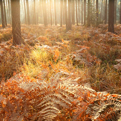 Obary Nature Reserve in Solska Primeval Forest