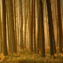 Obary Nature Reserve in Solska Primeval Forest