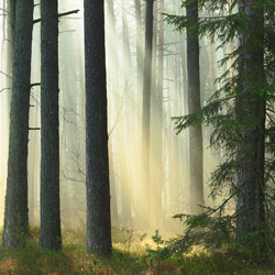 Obary Nature Reserve in Solska Primeval Forest