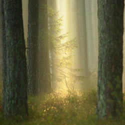 Obary Nature Reserve in Solska Primeval Forest