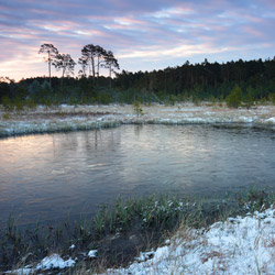 Obary Nature Reserve in Solska Primeval Forest