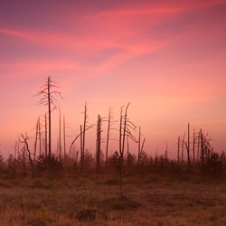 Obary Nature Reserve in Solska Primeval Forest