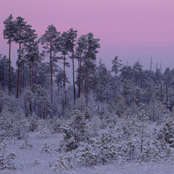 Obary Nature Reserve in Solska Primeval Forest