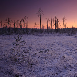 Obary Nature Reserve in Solska Primeval Forest