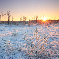 Obary Nature Reserve in Solska Primeval Forest