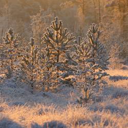 Obary Nature Reserve in Solska Primeval Forest