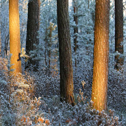 Obary Nature Reserve in Solska Primeval Forest