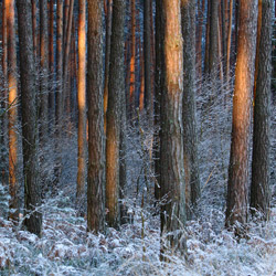 Obary Nature Reserve in Solska Primeval Forest