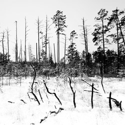 Obary Nature Reserve in Solska Primeval Forest