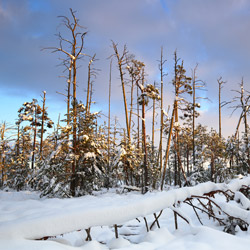 Obary Nature Reserve in Solska Primeval Forest