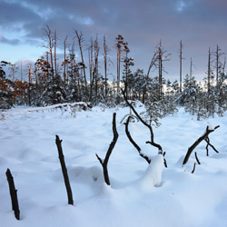 Obary Nature Reserve in Solska Primeval Forest