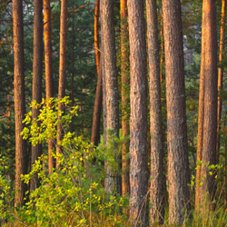 Obary Nature Reserve