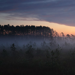 Obary Nature Reserve in Solska Primeval Forest