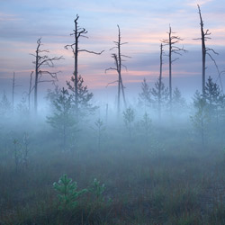 Obary Nature Reserve in Solska Primeval Forest