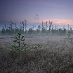 Obary Nature Reserve in Solska Primeval Forest