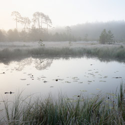 Obary Nature Reserve in Solska Primeval Forest