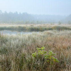 Obary Nature Reserve in Solska Primeval Forest