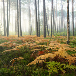 Obary Nature Reserve in Solska Primeval Forest