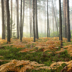 Obary Nature Reserve in Solska Primeval Forest