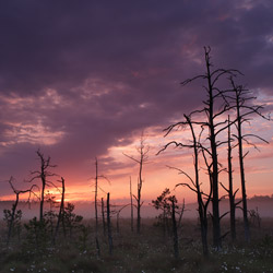 Obary Nature Reserve in Solska Primeval Forest