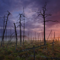 Obary Nature Reserve in Solska Primeval Forest