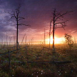 Obary Nature Reserve in Solska Primeval Forest