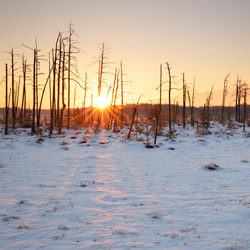 Obary Nature Reserve in Solska Primeval Forest