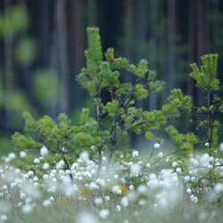 Obary Nature Reserve in Solska Primeval Forest