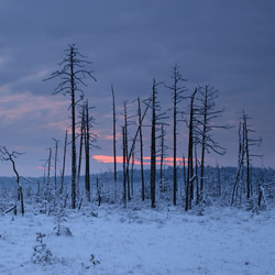 Obary Nature Reserve in Solska Primeval Forest