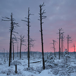 Obary Nature Reserve in Solska Primeval Forest