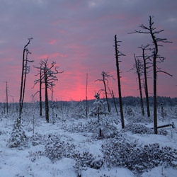 Obary Nature Reserve in Solska Primeval Forest