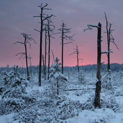 Obary Nature Reserve in Solska Primeval Forest