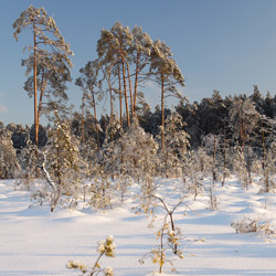 Obary Nature Reserve in Solska Primeval Forest