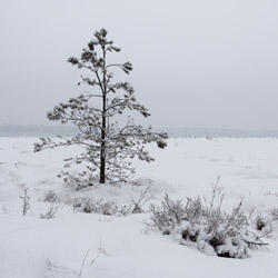 Obary Nature Reserve in Solska Primeval Forest