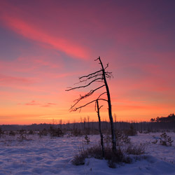 Obary Nature Reserve in Solska Primeval Forest