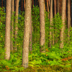 Obary Nature Reserve in Solska Primeval Forest