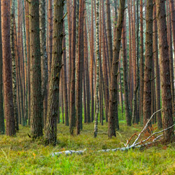 Obary Nature Reserve in Solska Primeval Forest