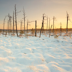 Obary Nature Reserve in Solska Primeval Forest