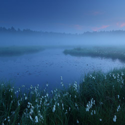 Obary Nature Reserve in Solska Primeval Forest