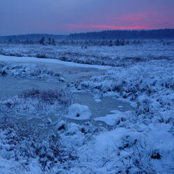 Obary Nature Reserve in Solska Primeval Forest