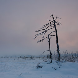 Obary Nature Reserve in Solska Primeval Forest