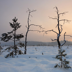 Obary Nature Reserve in Solska Primeval Forest