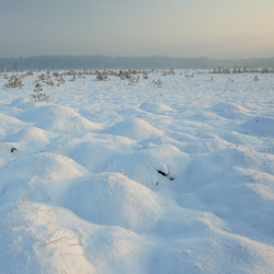 Obary Nature Reserve in Solska Primeval Forest